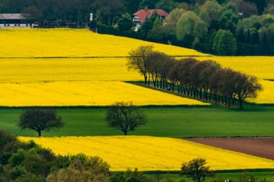 Jürgen Fesser: Blühende Rapsfelder